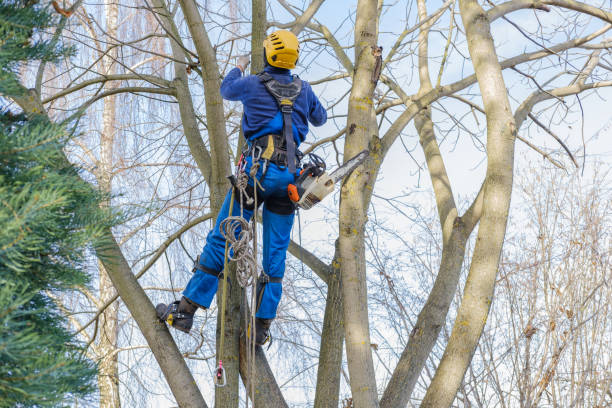 How Our Tree Care Process Works  in  Clancy, MT