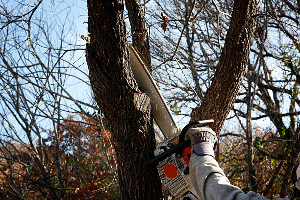 Best Commercial Tree Services  in Clancy, MT
