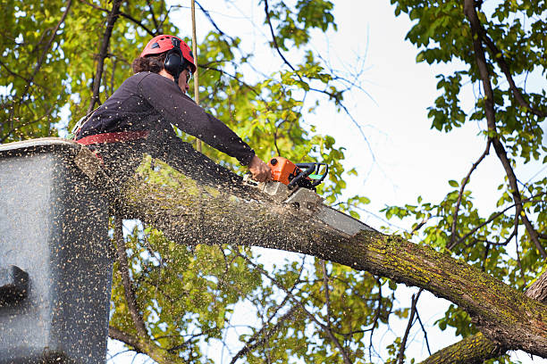 Best Emergency Tree Removal  in Clancy, MT