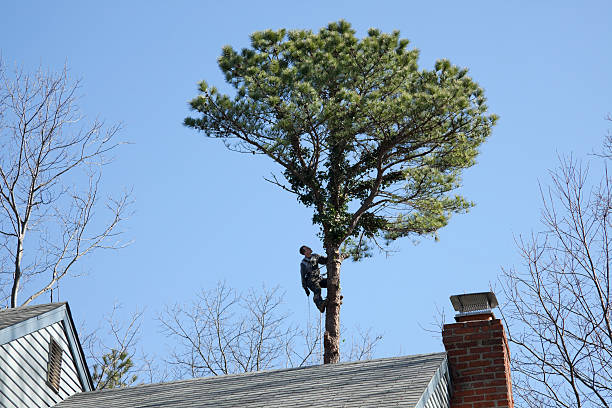 Trusted Clancy, MT Tree Care Experts